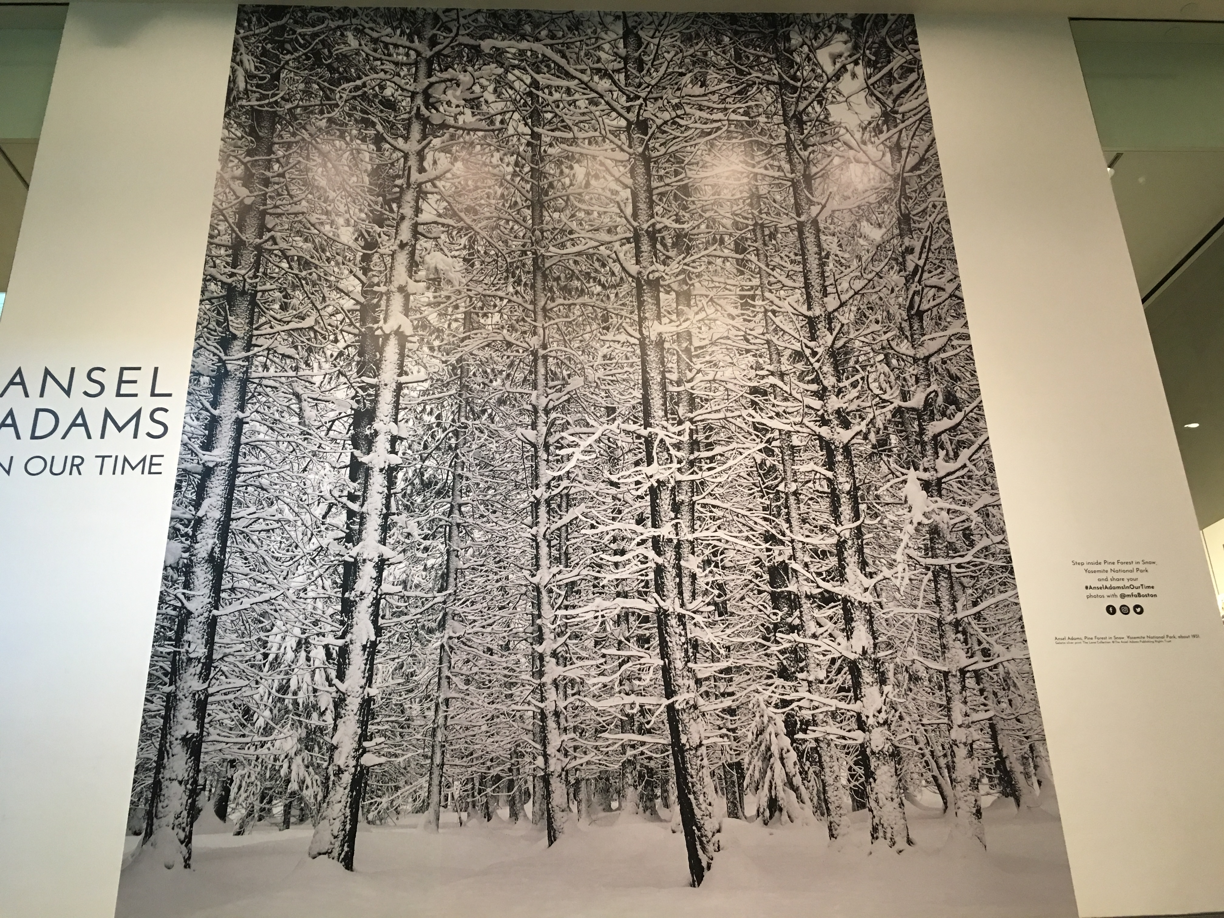 Photo of pine forest in snow by Ansel Adams