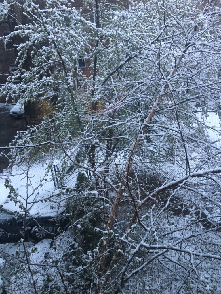Snow on budding trees in April